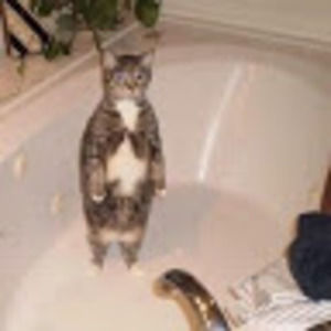 Meet your Posher, Kol